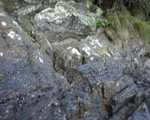 Splash zone on a sheltered shore 